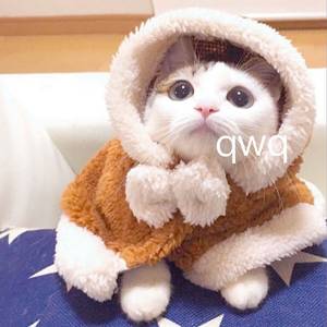 真人毛片免费的毛
